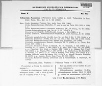 Tuburcinia anemones image